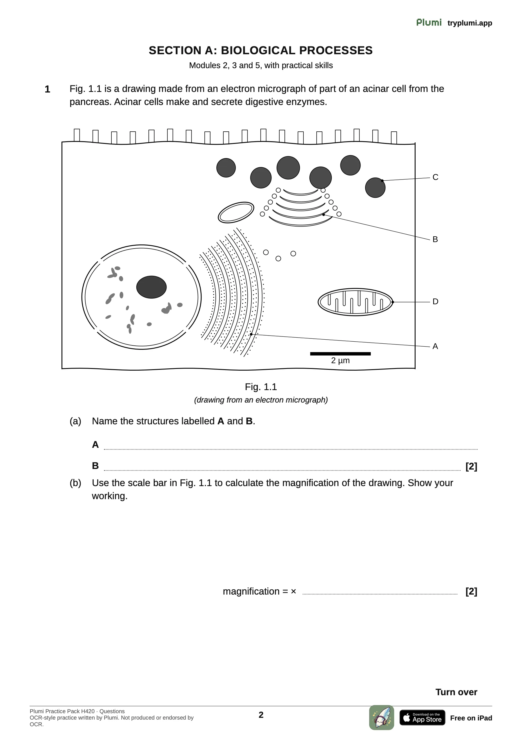 A page of the question paper: Question 1: a drawing of a pancreatic acinar cell, with its figure.