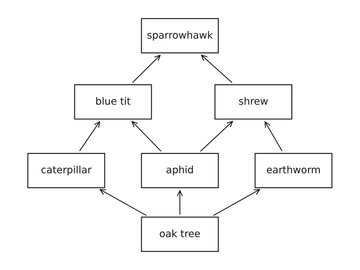 A woodland food web from a Plumi Biology question: an oak tree feeding a caterpillar, an aphid and an earthworm, up to a sparrowhawk.